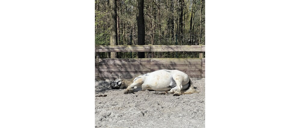 Geld inzamelen | Help mee om dieren paarden te redden en een 2 leven te geven | Doneeractie