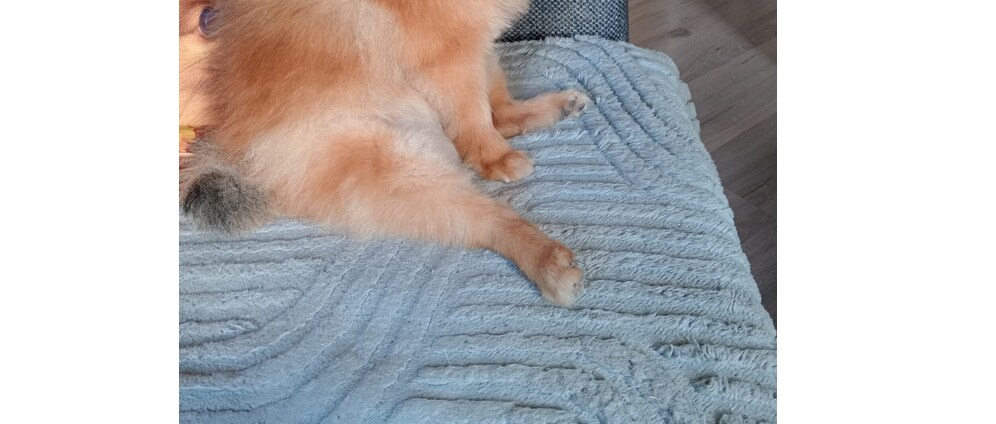 Geld inzamelen | Operatie hondje Foxy verlamming aan rechteachtepootje | Doneeractie