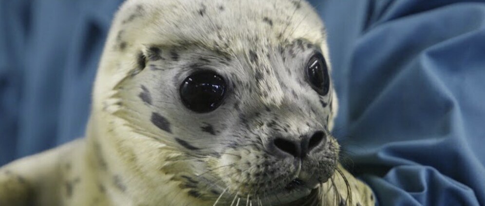 Geld inzamelen | Help de zeehonden crèche | Doneeractie