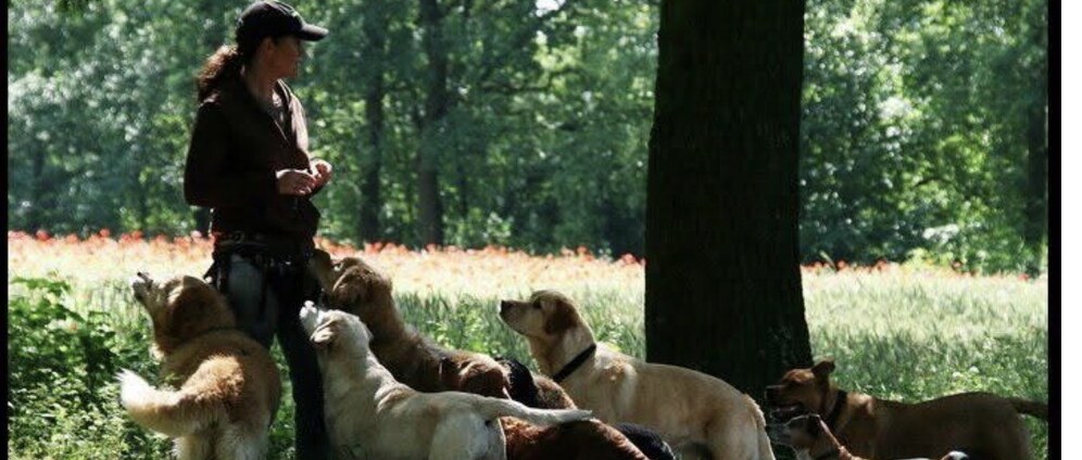 Geld inzamelen | Een pootje uit voor de dierenvoedselbank | Doneeractie