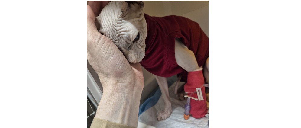 Geld inzamelen | Help kleine Momo, de lieve Sphynx in nood | Doneeractie