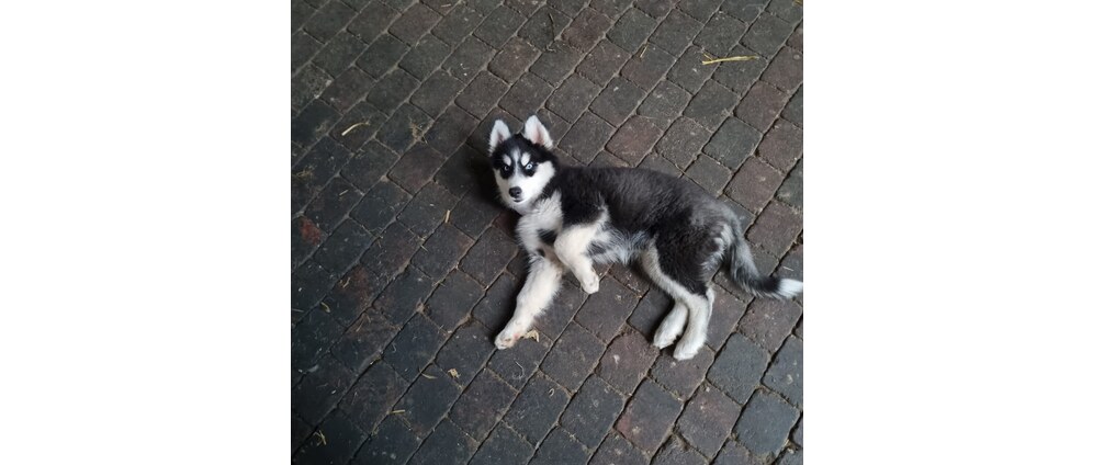 Geld inzamelen | Help onze Husky Ace weer op de pootjes! | Doneeractie