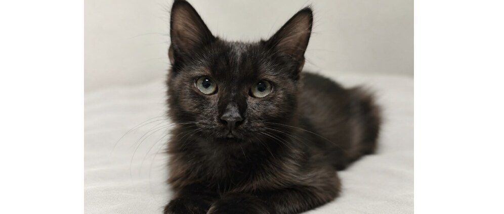 Geld inzamelen | Help Gizmo het geredde boerderijkitten | Doneeractie