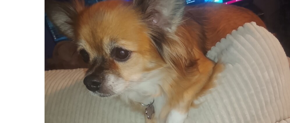 Geld inzamelen | Operatie baarmoederinfectie hond Angel | Doneeractie