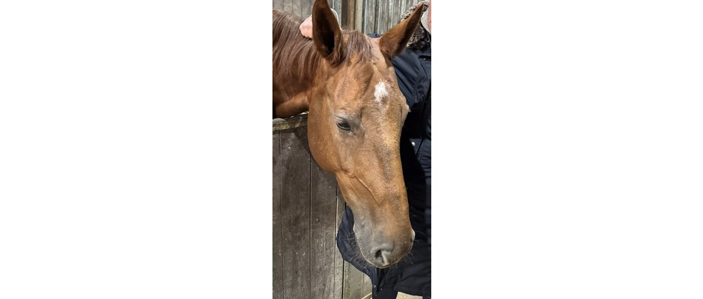Geld inzamelen | Help onze lieve merrie weer thuis te brengen | Doneeractie