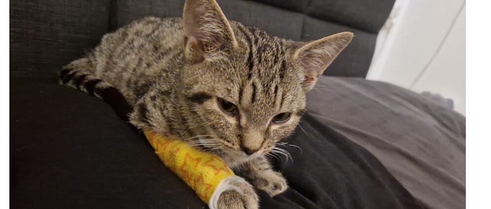 Geld inzamelen | Help onze kleine Ace vechten tegen FIP | Doneeractie