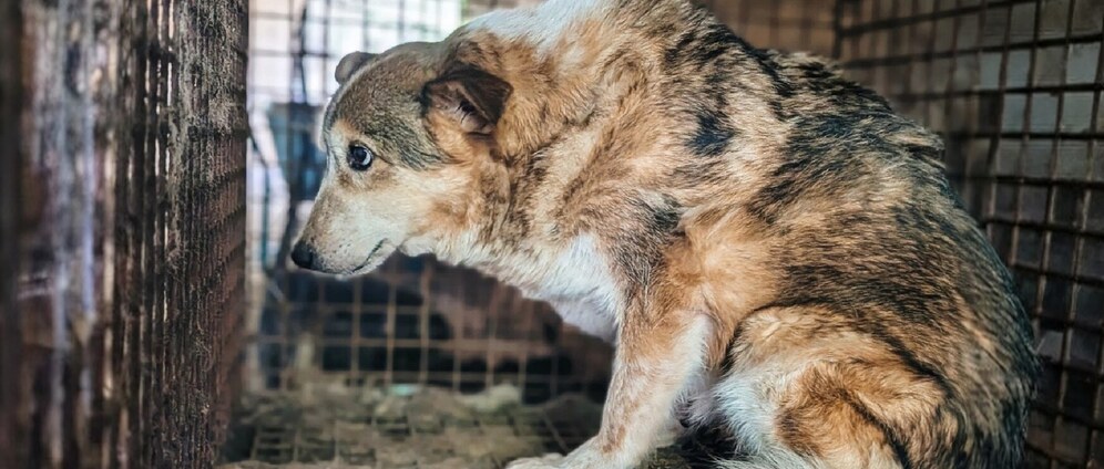 Help ons 180 honden uit de hel te halen | Geld inzamelen
