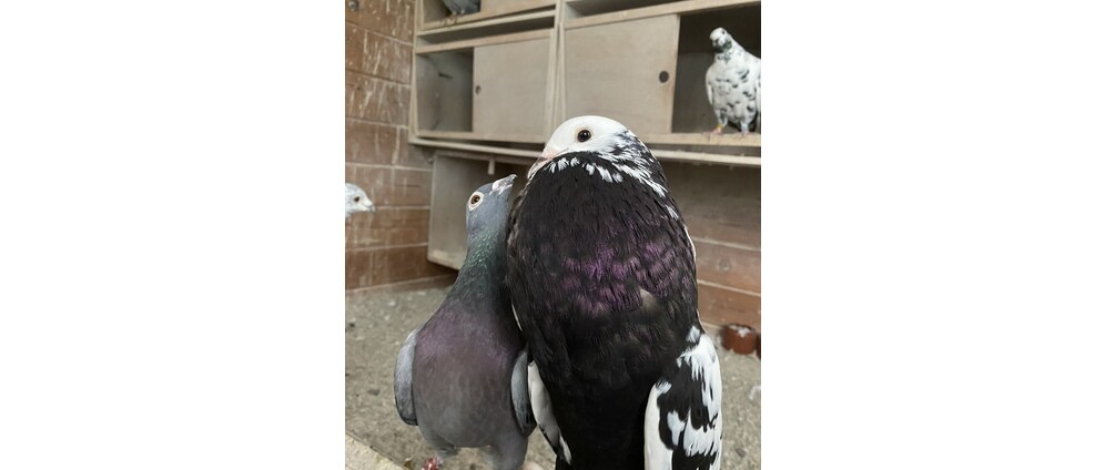 Geld inzamelen | Pigeon rescue donation | Doneeractie